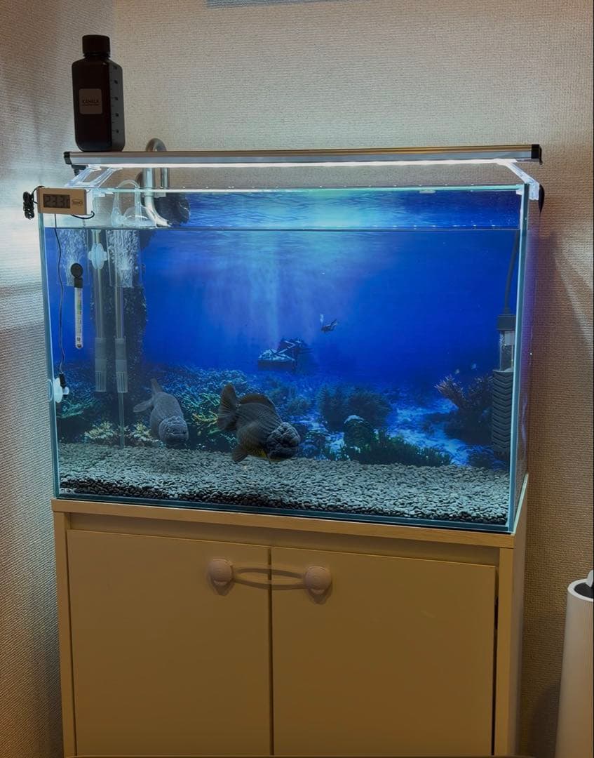 60cm水槽　水槽台　飼育フルセット