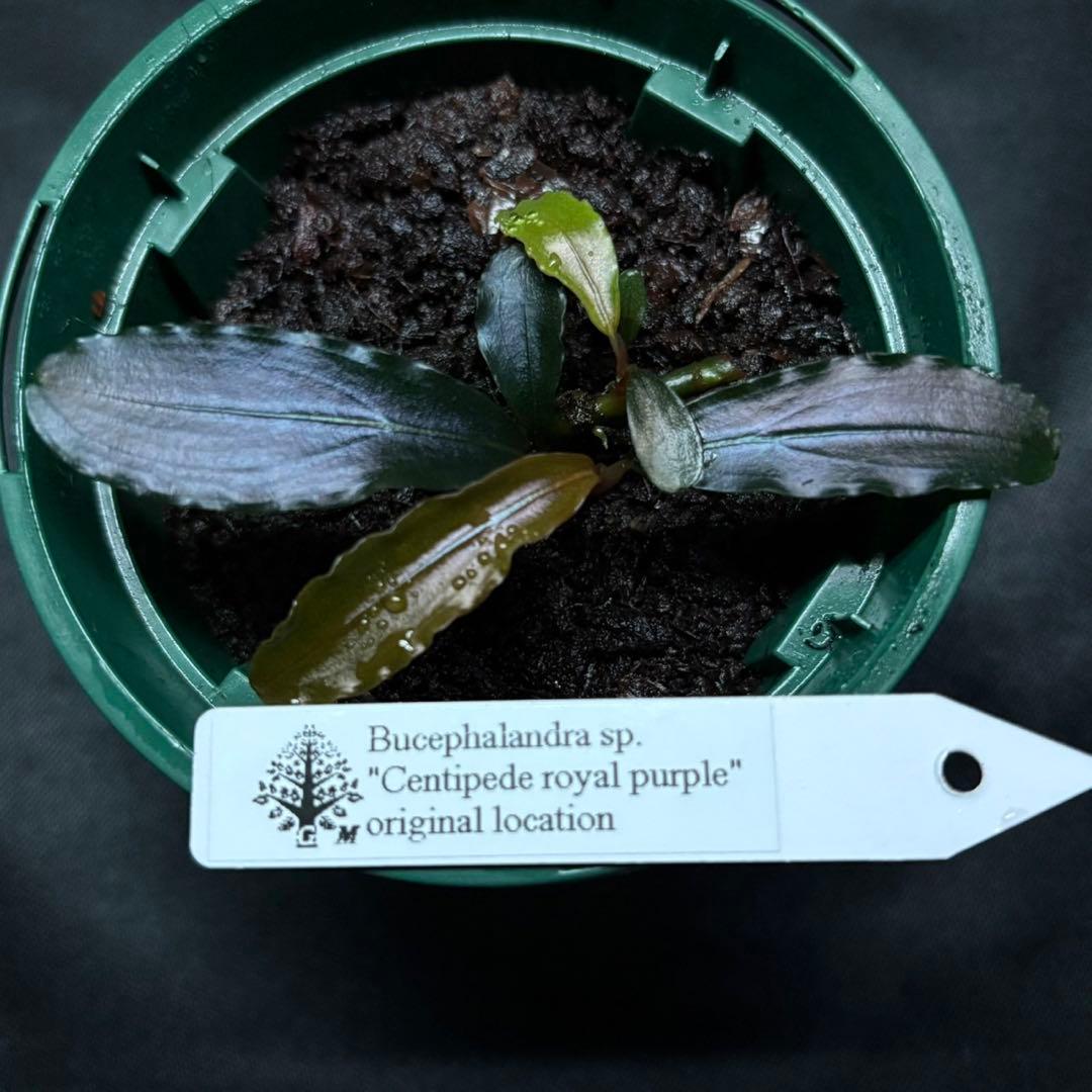 ブセファランドラ sp.センチピードロイヤルパープル