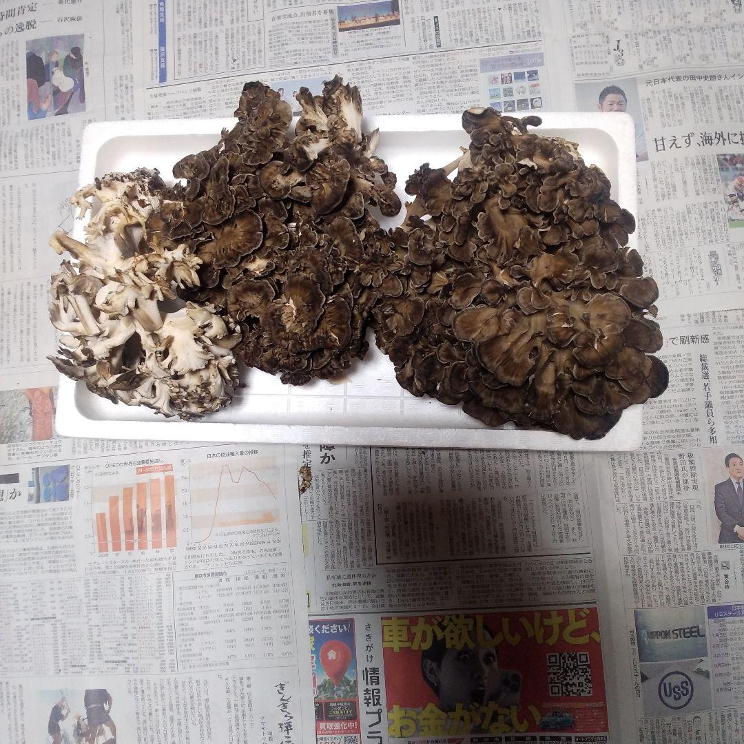 秋田県産 天然 舞茸 2kg