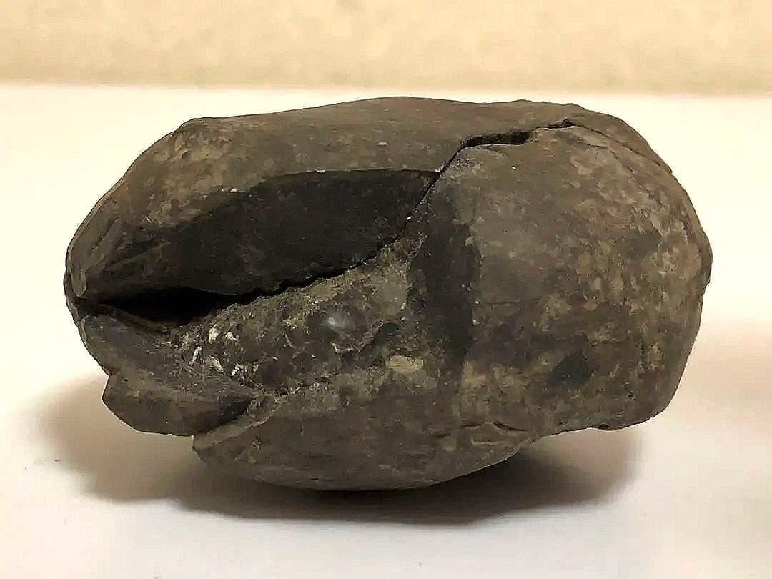 アンモナイトの化石標本セット