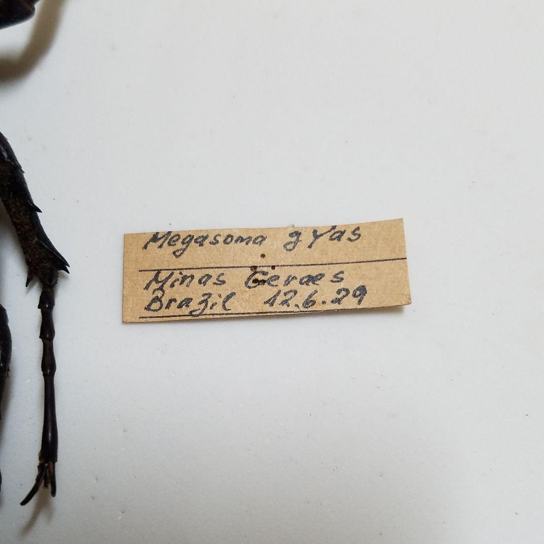 特別価格　コレクションシリーズギアスゾウカブト