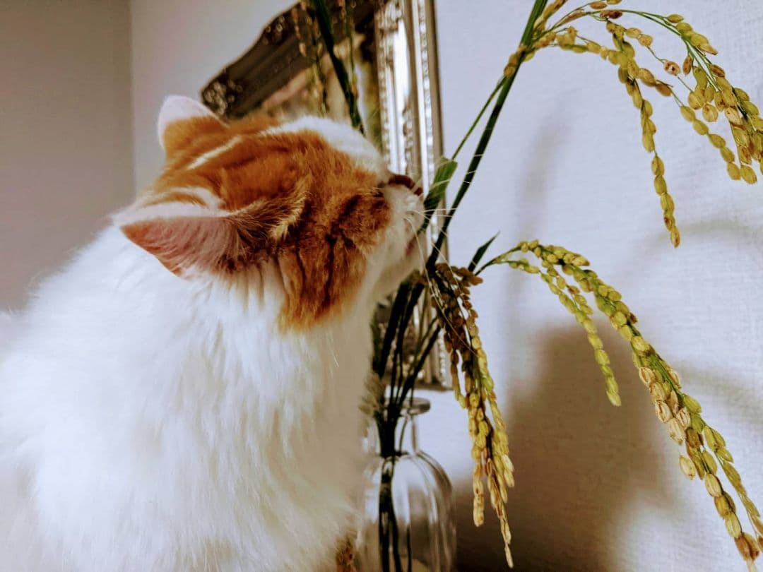 ★自然栽培米　玄米10kg　令和7年度　熊本県産　森のくまさん★