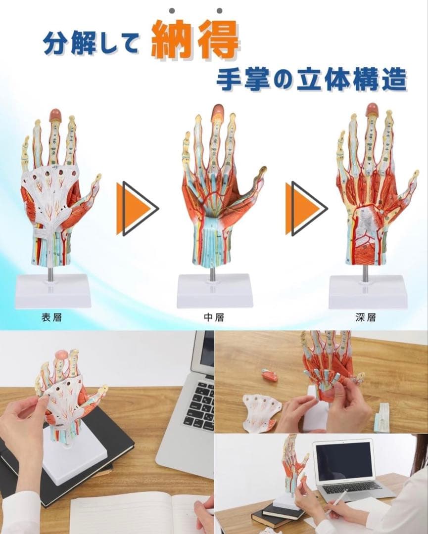 手解剖模型 7パーツ分解 等身大 軟部組織付き 理は人体模型 手関節 教材