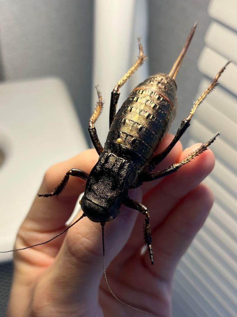 【88mm♀】ヨロイコロギス Bradyporus リオック 直翅類 標本