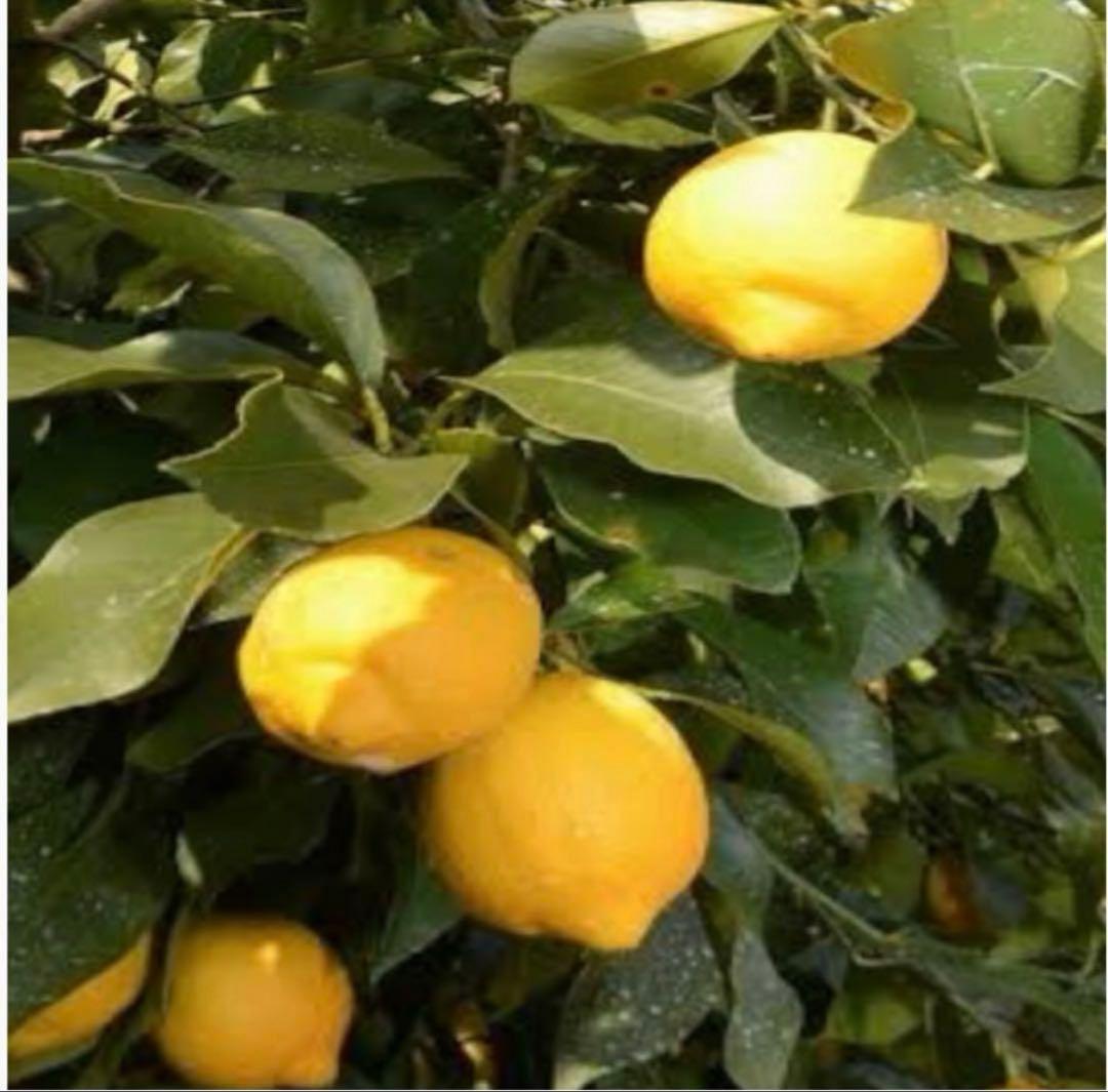 ○国産瀬戸田レモン15kg前後　あんころもち様