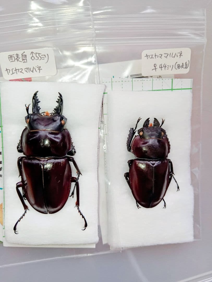 ヤエヤママルバネクワガタ（西表島）♂55ミリペア