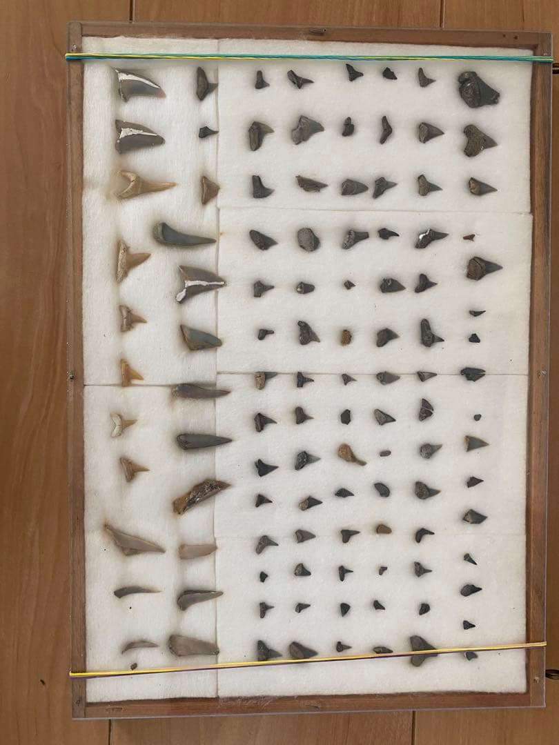 サメの歯　化石　本物