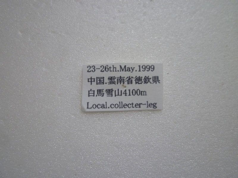 【外国産蝶標本】ミカドウスバ♂/四川省.白馬雪山産/68.7mm