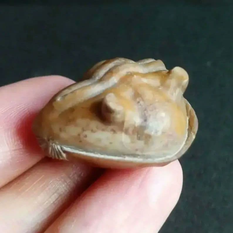 化石　三葉虫　ロシア産　防御姿勢　エンロール　美麗標本　極めて希少