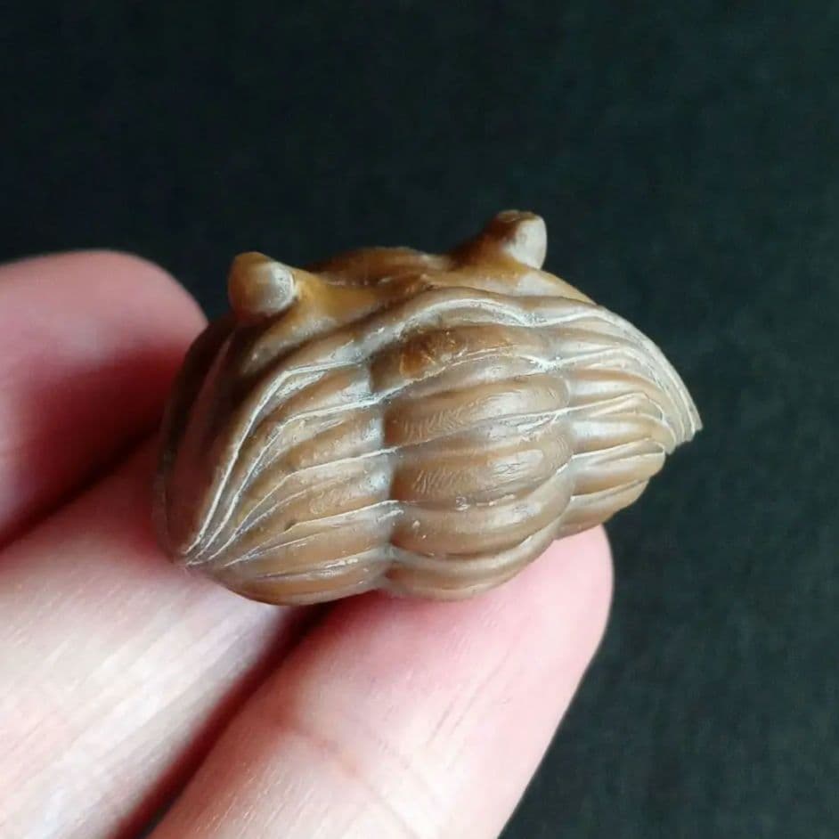 化石　三葉虫　ロシア産　防御姿勢　エンロール　美麗標本　極めて希少