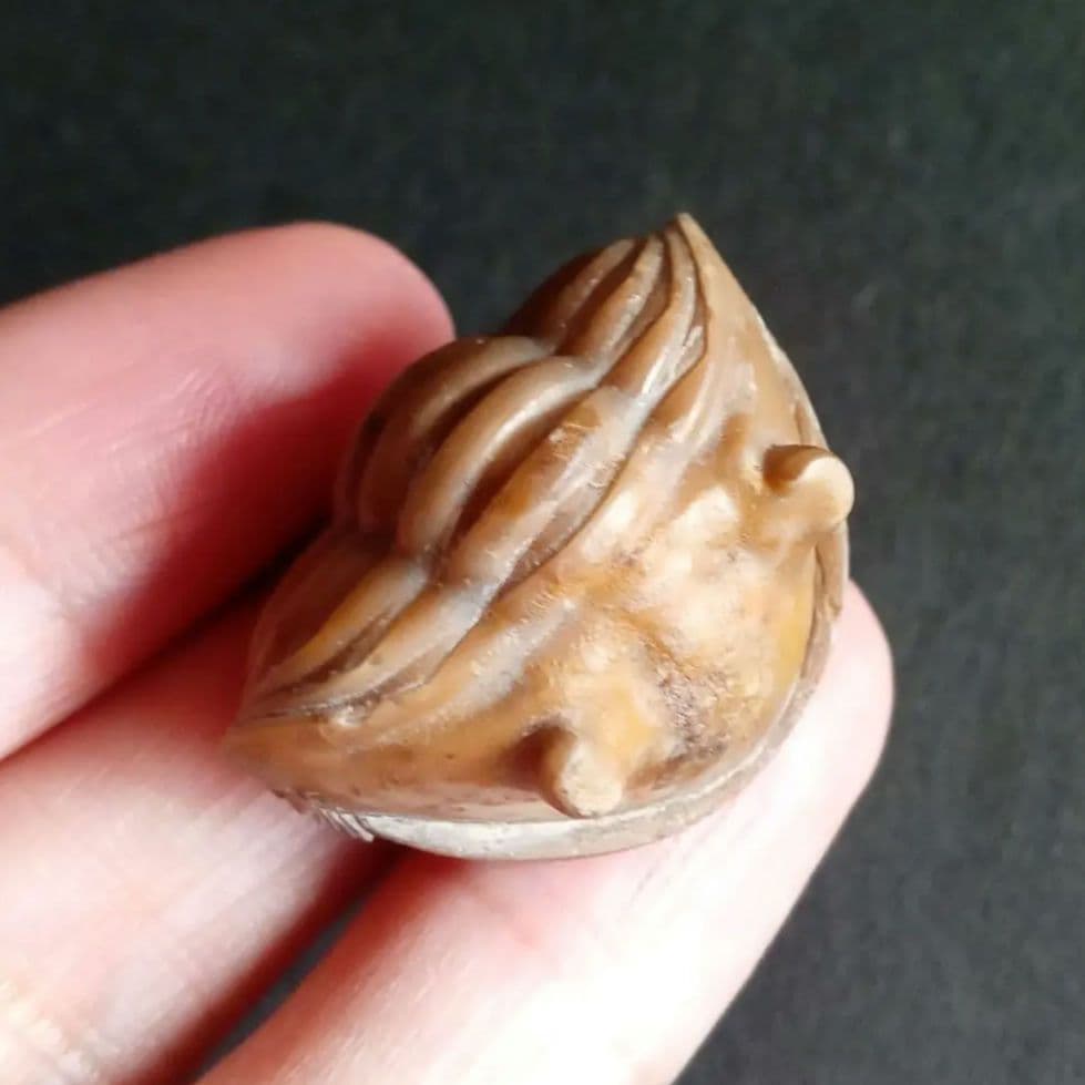 化石　三葉虫　ロシア産　防御姿勢　エンロール　美麗標本　極めて希少