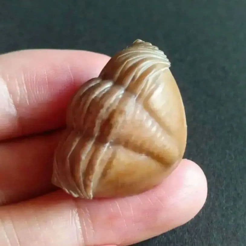 化石　三葉虫　ロシア産　防御姿勢　エンロール　美麗標本　極めて希少