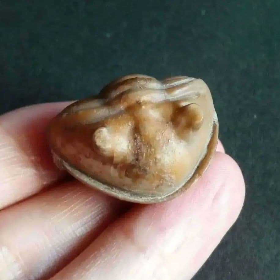 化石　三葉虫　ロシア産　防御姿勢　エンロール　美麗標本　極めて希少