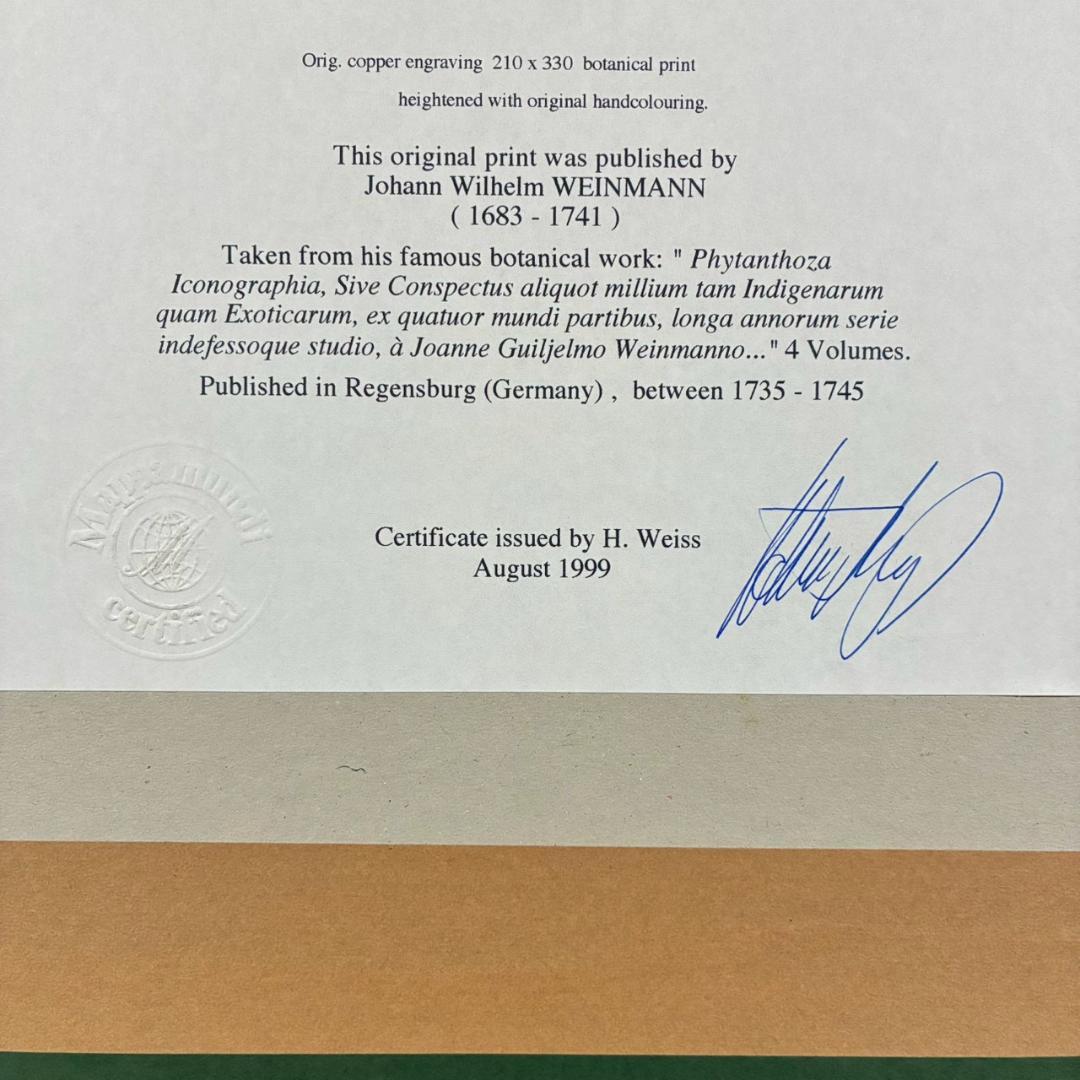 ヨハン・ヴァインマン「スイートピー」銅版画+手彩色 作品保証書有 薬用植物図譜