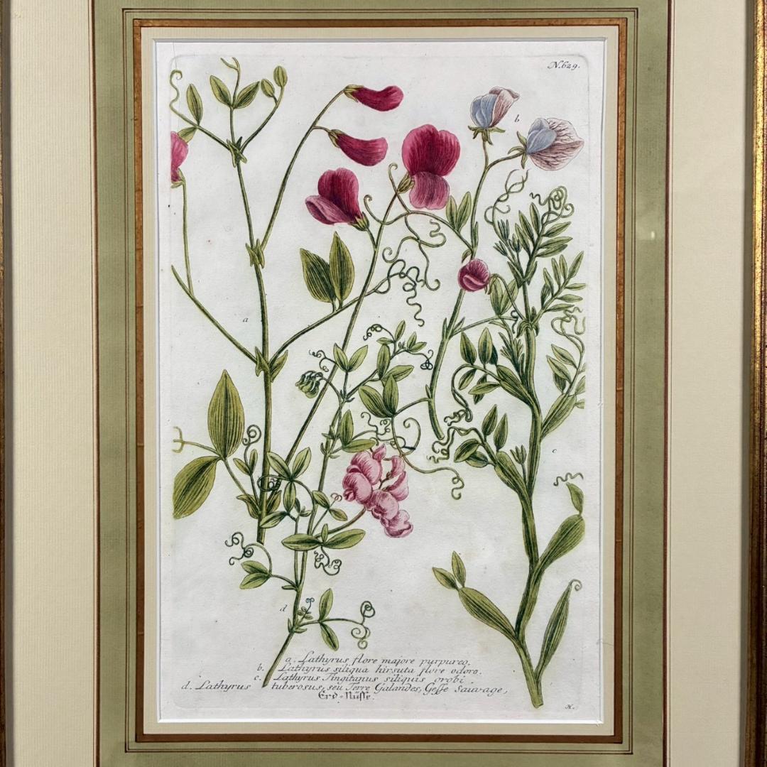 ヨハン・ヴァインマン「スイートピー」銅版画+手彩色 作品保証書有 薬用植物図譜