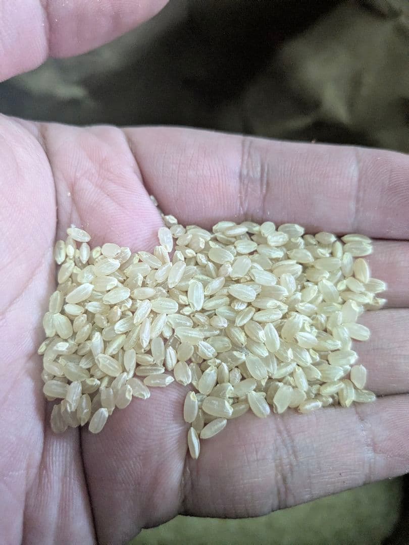 精米無料　令和7年度宮城県産　ひとめぼれ30キロ