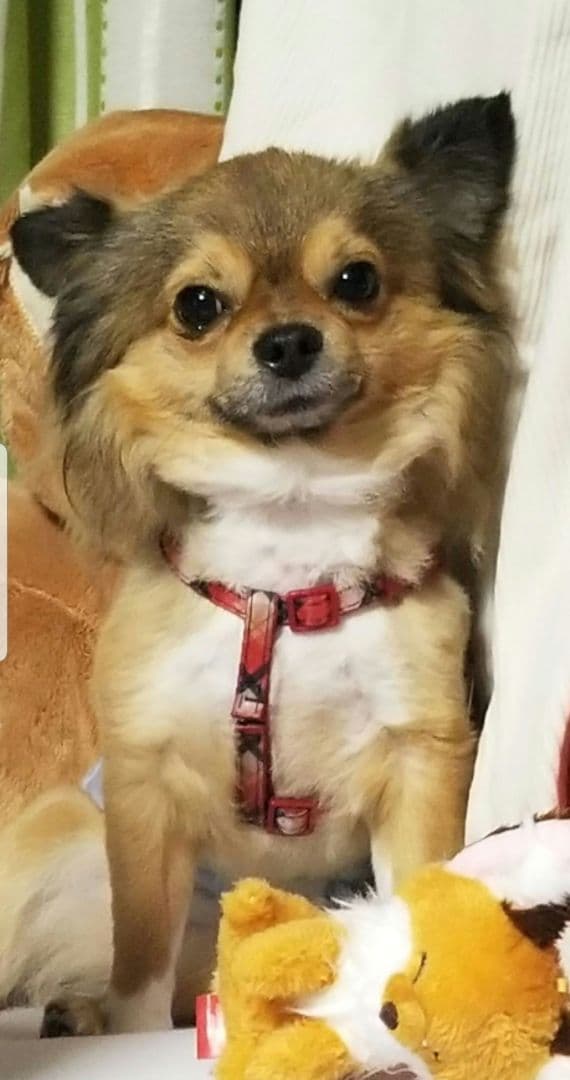 猫の写真 フレーム付き 黒スパークル