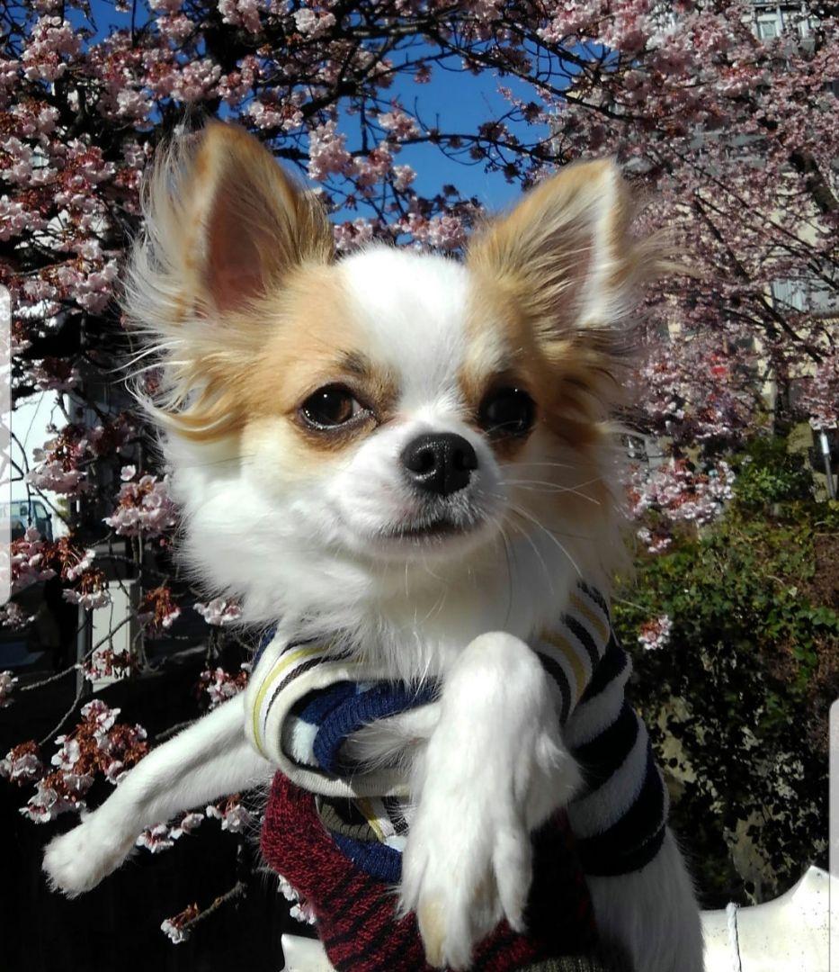 猫の写真 フレーム付き 黒スパークル