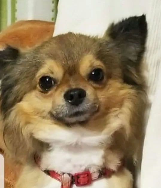 猫の写真 フレーム付き 黒スパークル