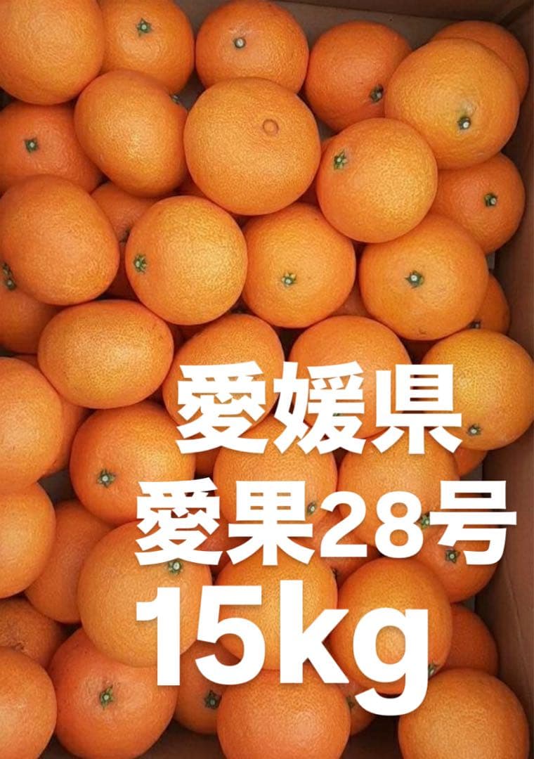 愛媛県産　愛果28号　柑橘　15kg