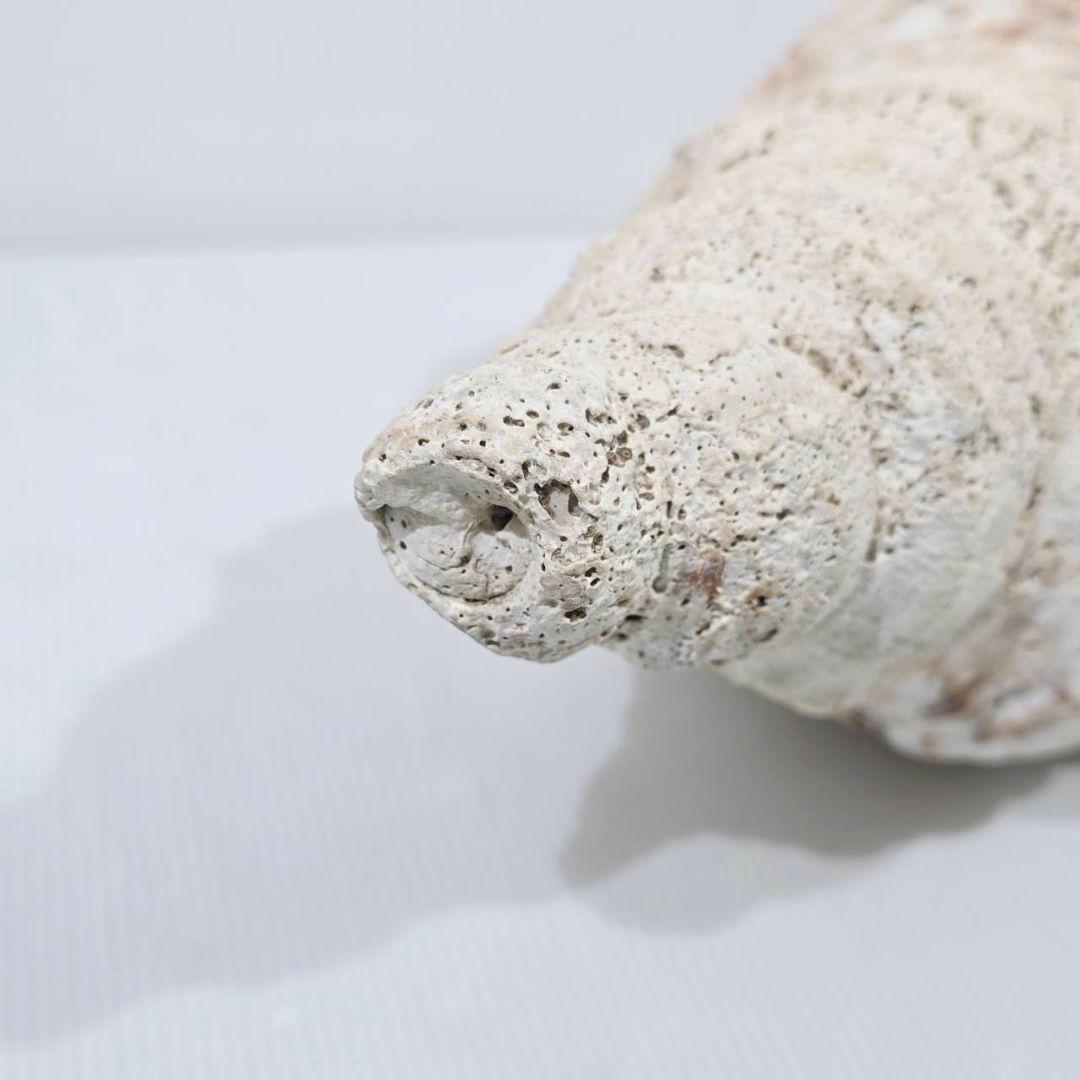 法螺貝 魔除け ほら貝 ホラ貝 36cm 巨大 オブジェ