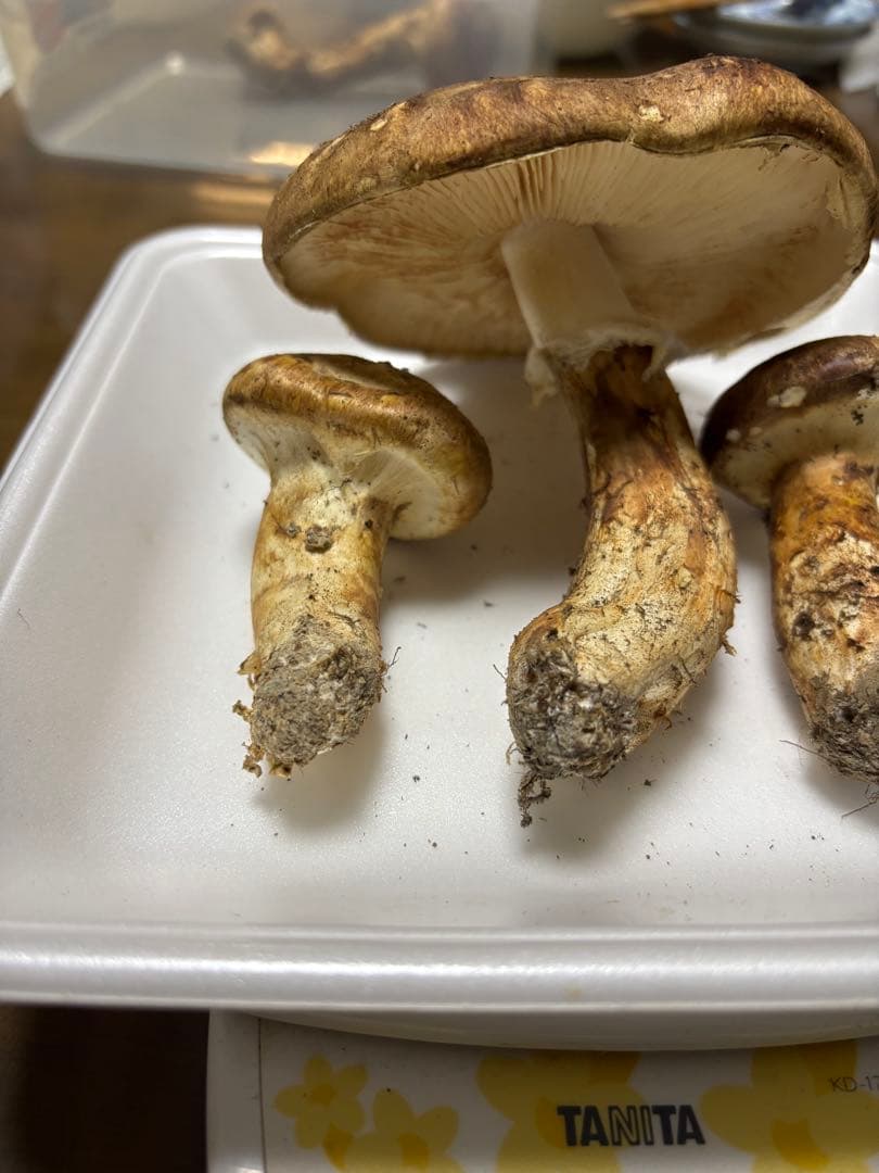 香川県産　獲れたて松茸4 3本150グラム　国産　天然物 150g