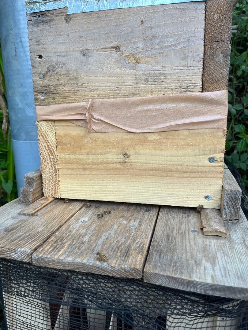 日本蜜蜂ハチミツ/蜂蜜/百花蜜/1kg×2本［値下げ中］［18日まで］