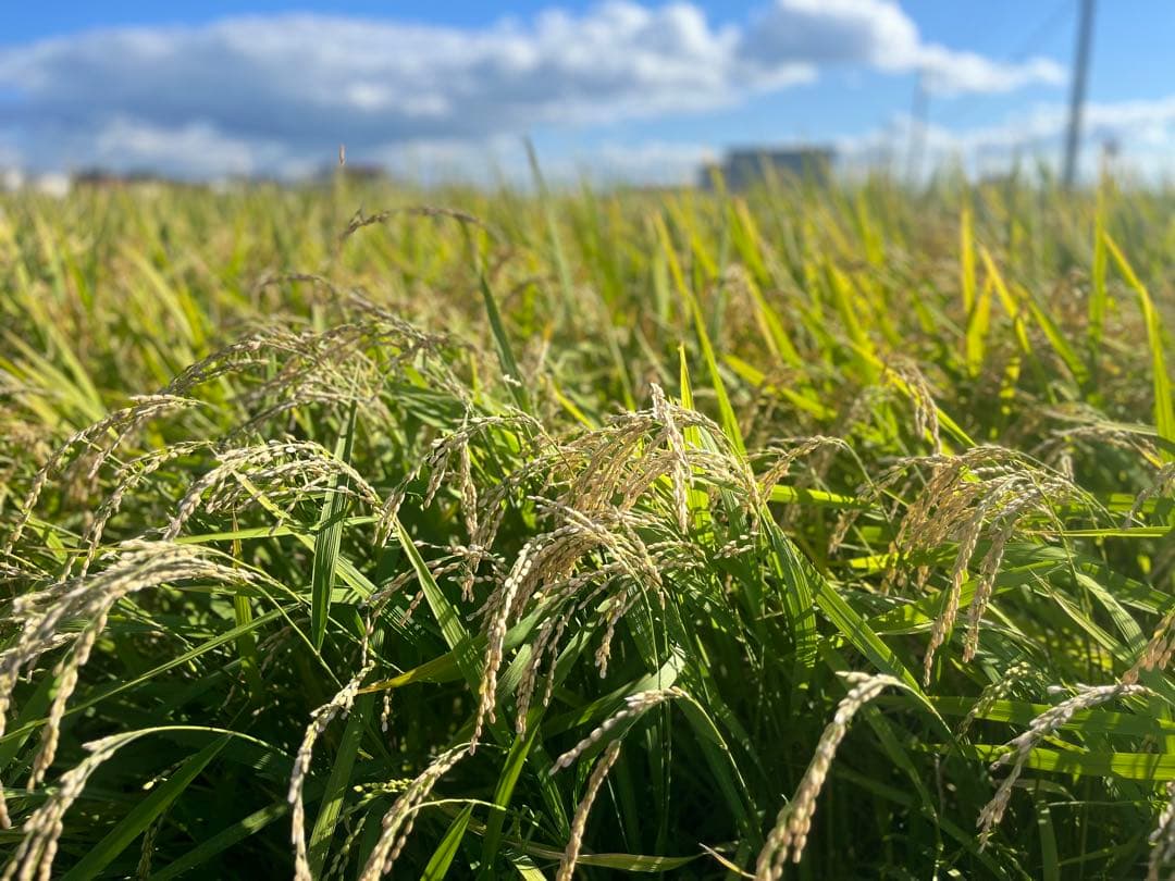 【令和7年度新米】近江米 ミルキークイーン 20kg