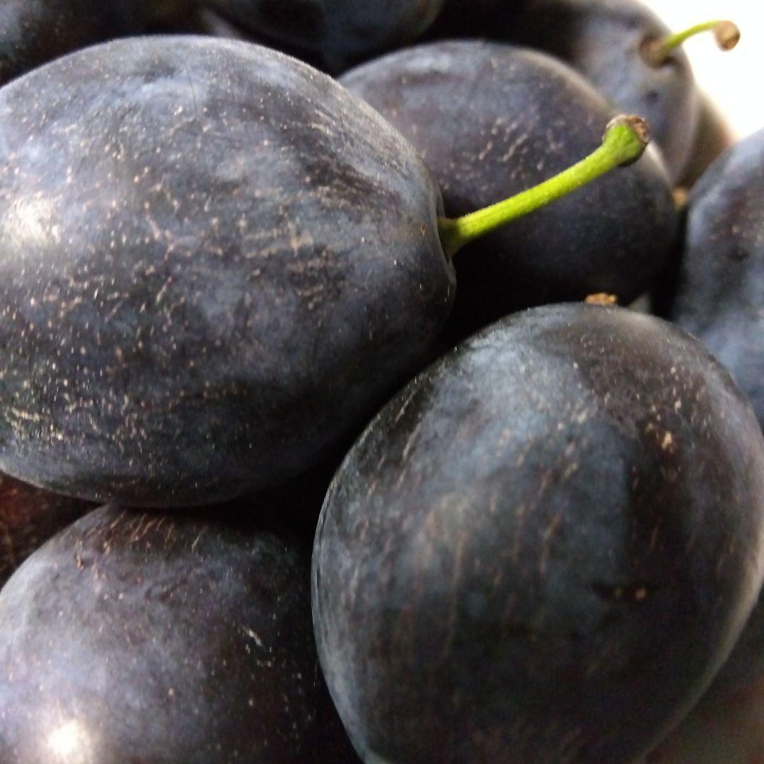 農薬不使用　４種リンゴ　10キロ位と完熟プルーン1.7キロ サンプルーン400g