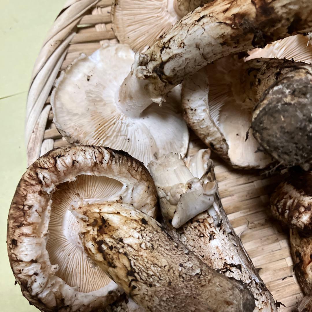 岩手県産松茸　訳あり　４８６g