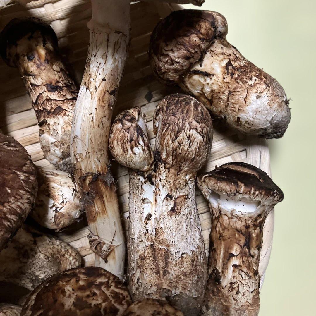 岩手県産松茸　訳あり　４８６g