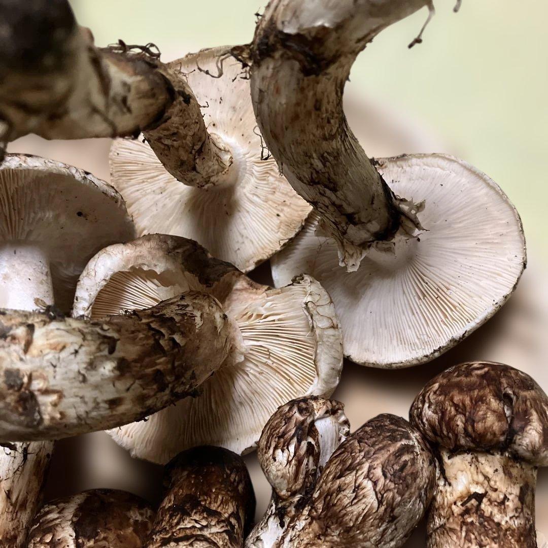 岩手県産松茸　訳あり　４８６g