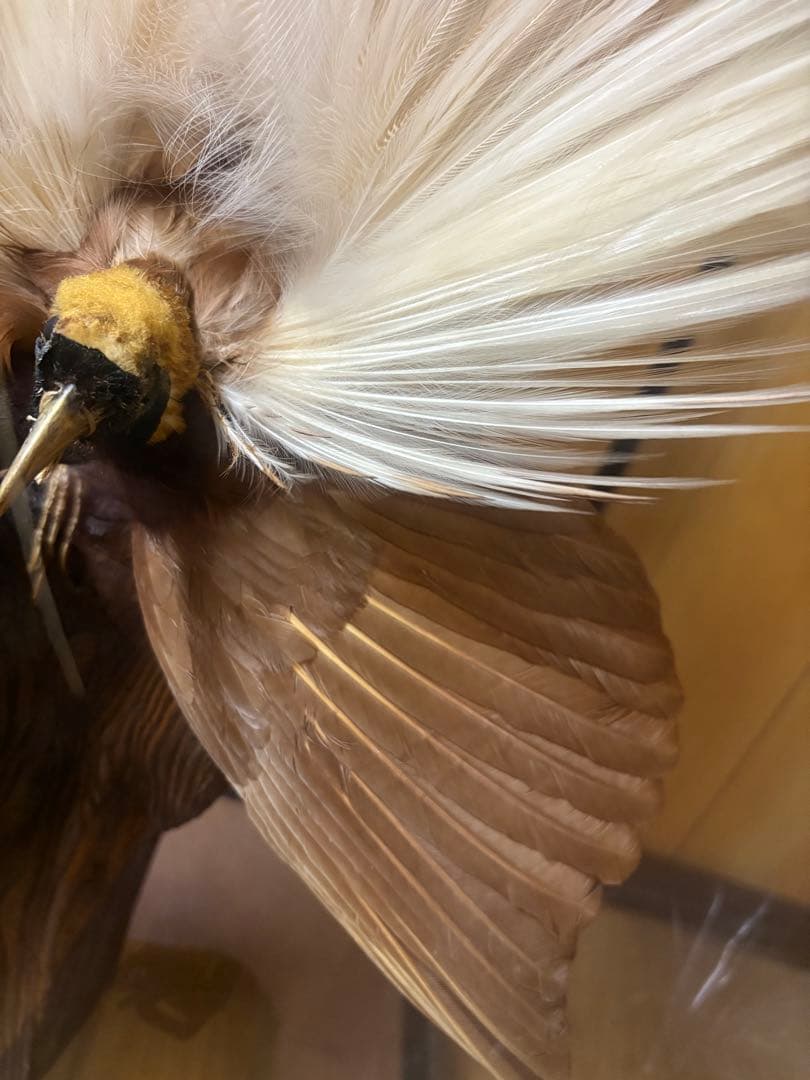 極楽鳥の剥製 置物 ガラスケース入り