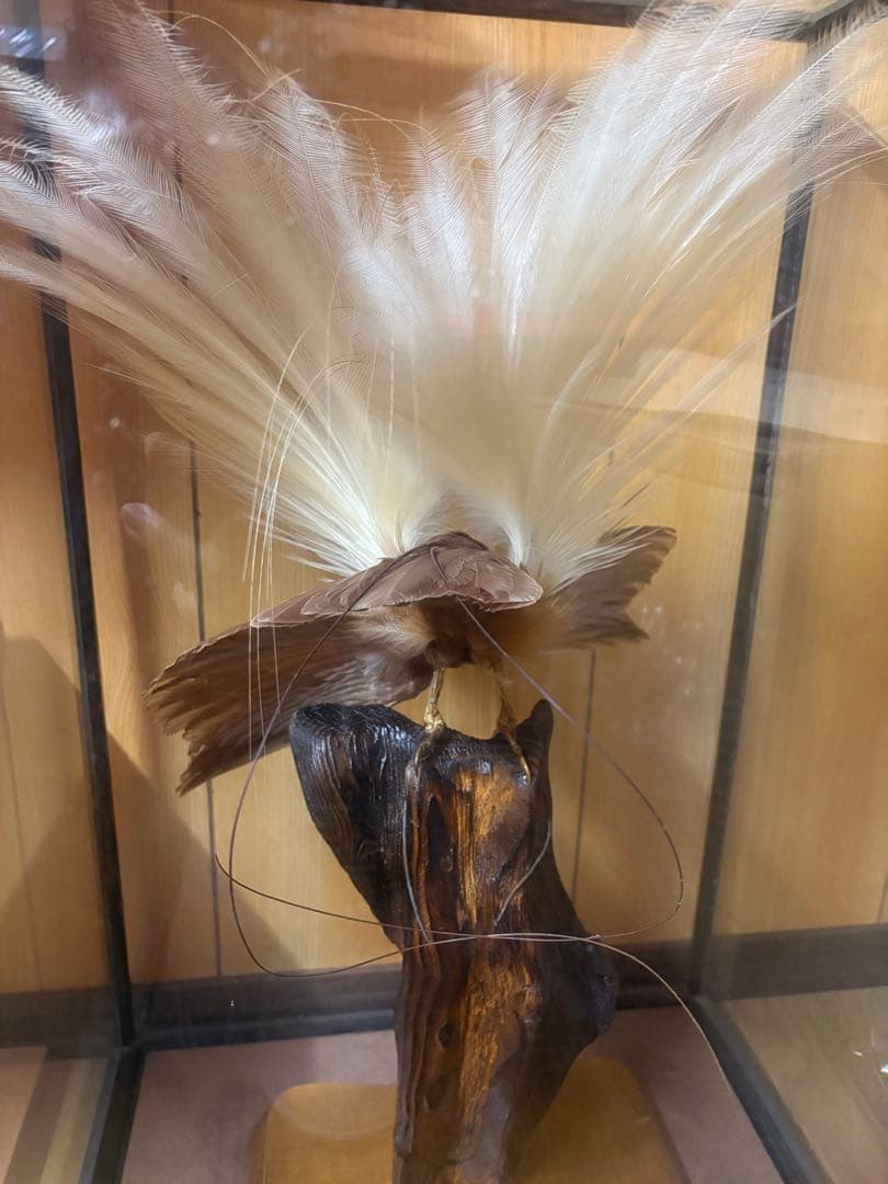 極楽鳥の剥製 置物 ガラスケース入り