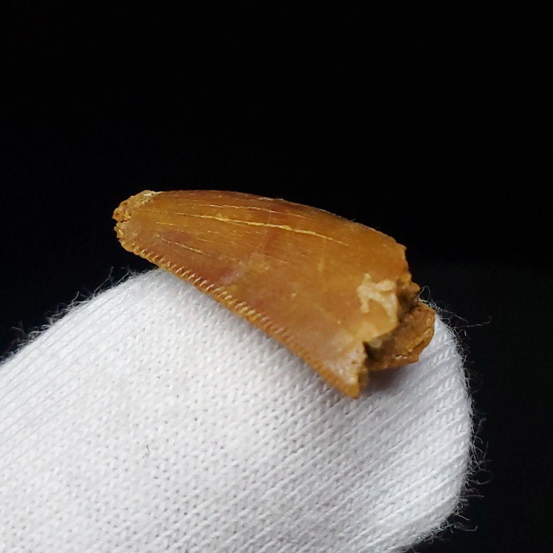 美品 ラプトル 化石 歯 恐竜 本物 モロッコ産 17.45mm fra5