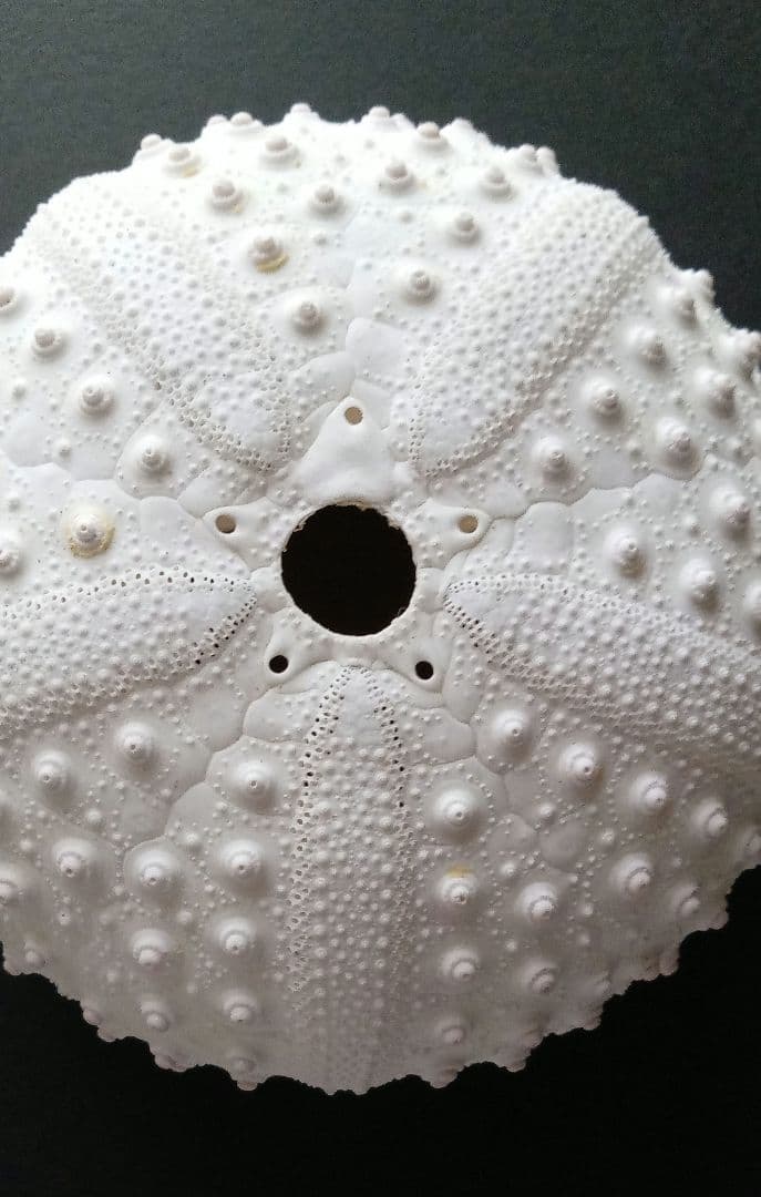 天然素材　ウニ殻　シーウーチン　綺麗なガンガゼ　標本