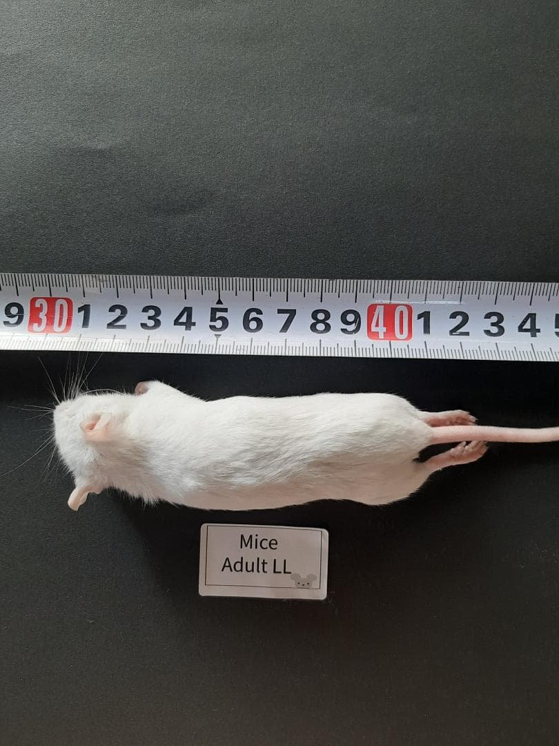 国産 冷凍マウス アダルトLL 40匹 (送料無料一部地域発送不可)