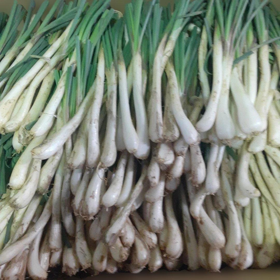 沖縄県産♪島らっきょう10㎏