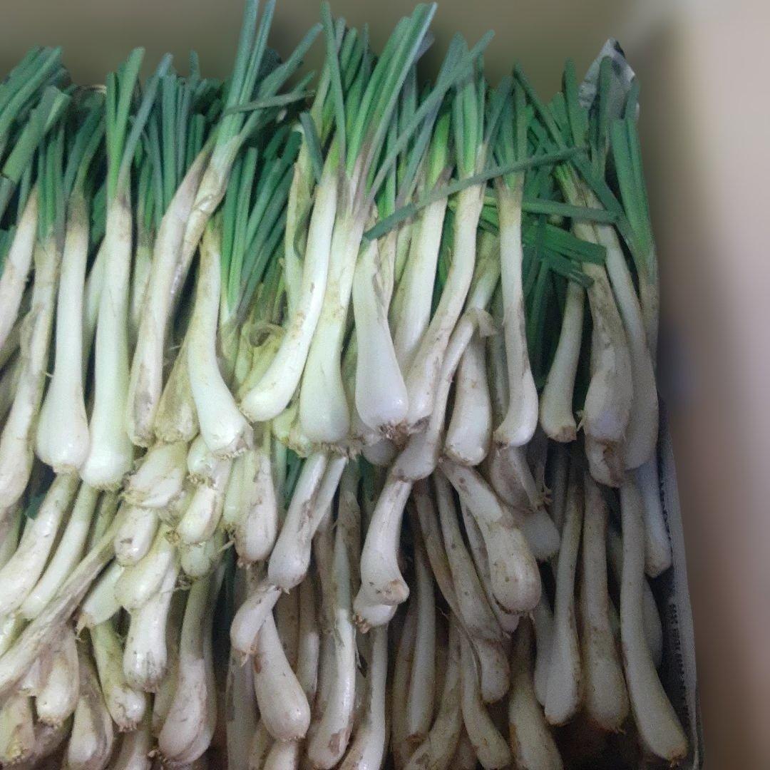 沖縄県産♪島らっきょう10㎏