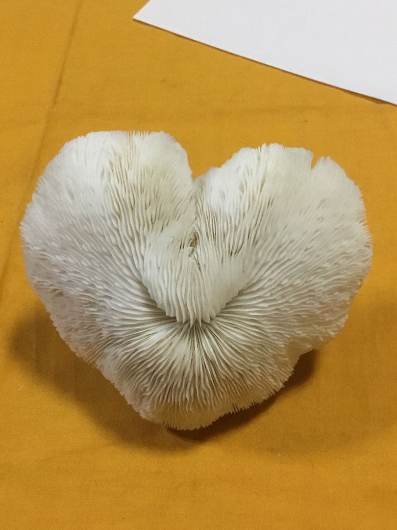珊瑚の化石でしょうが、❤️なんです。