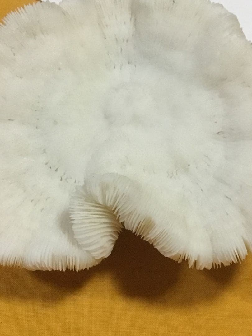 珊瑚の化石でしょうが、❤️なんです。