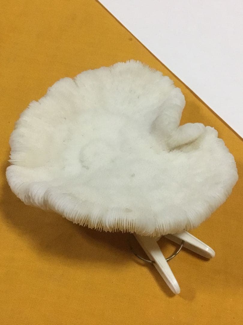 珊瑚の化石でしょうが、❤️なんです。