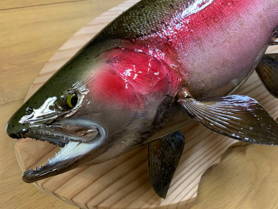 ワイルドスーパーレインボー50オーバー雄三口限定品剥製製作依頼又は、完成品