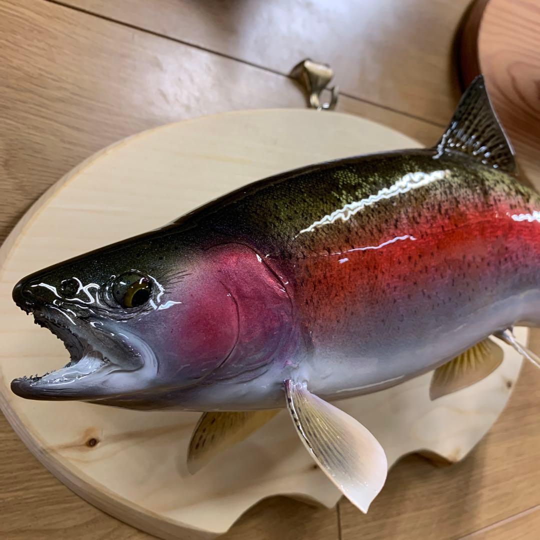 ワイルドスーパーレインボー50オーバー雄三口限定品剥製製作依頼又は、完成品