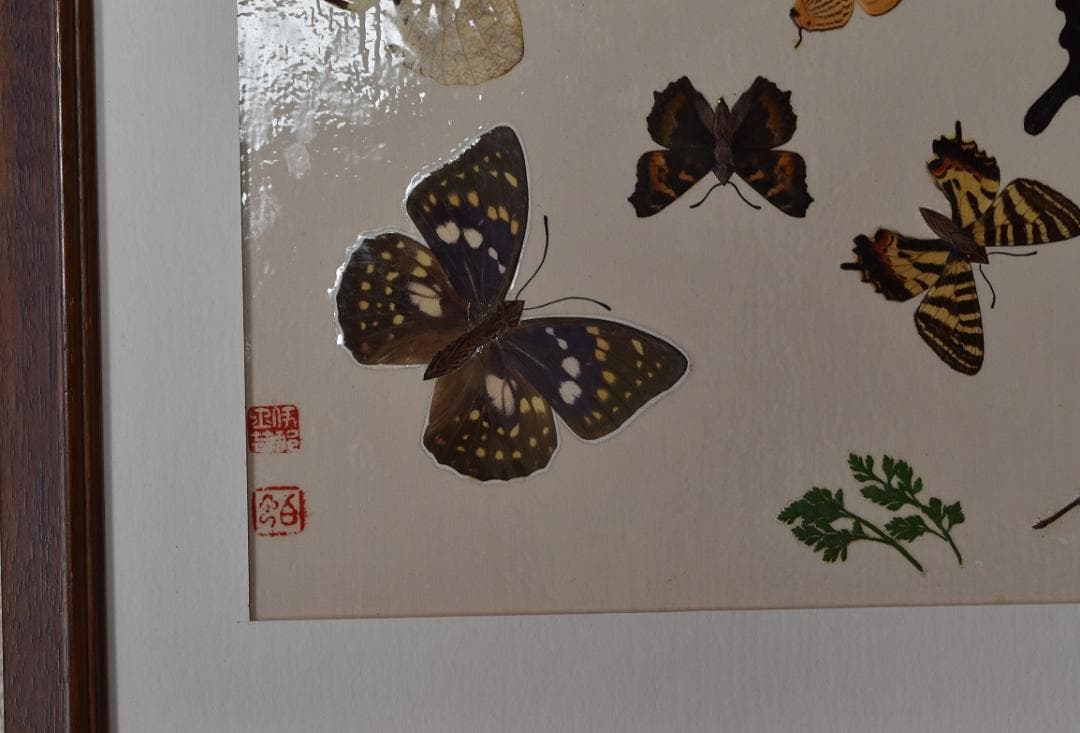 工芸作品・蝶　草花　飼育天然記念物採集地　信州/博物館・教材