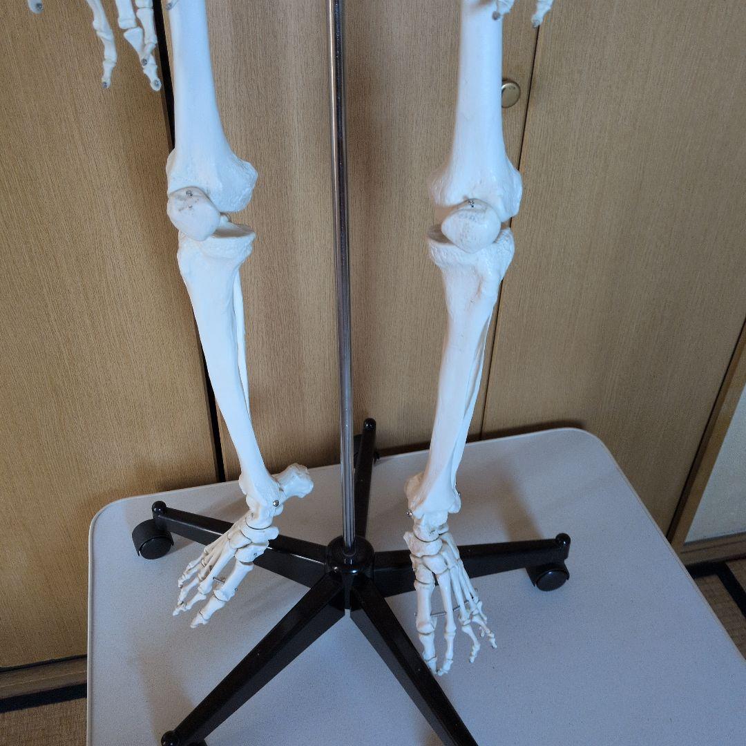 等身大人体骨格模型　 ハロウィン装飾　ドッキリなどにどうぞ！