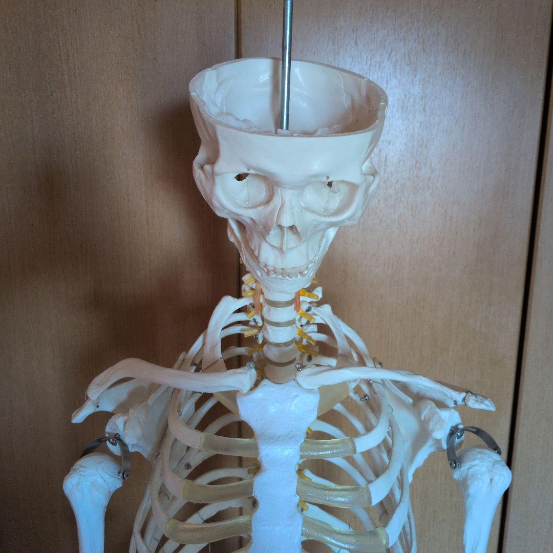 等身大人体骨格模型　 ハロウィン装飾　ドッキリなどにどうぞ！