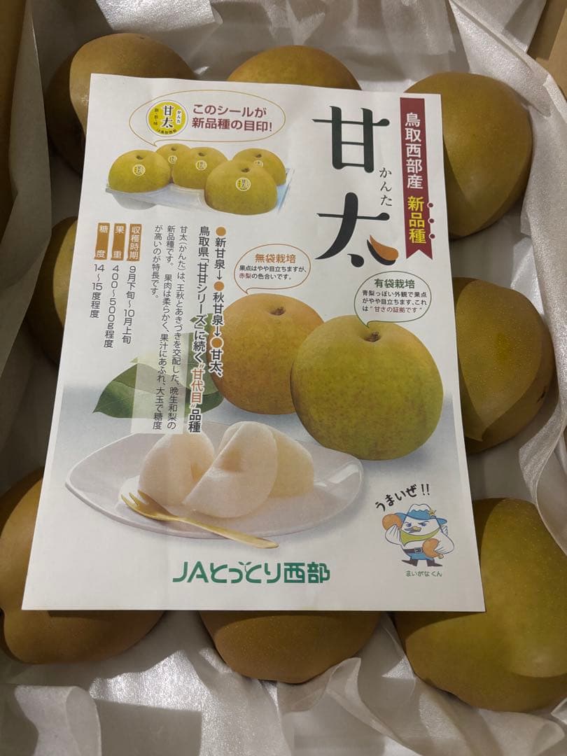 鳥取産甘太梨８〜9玉２箱セット