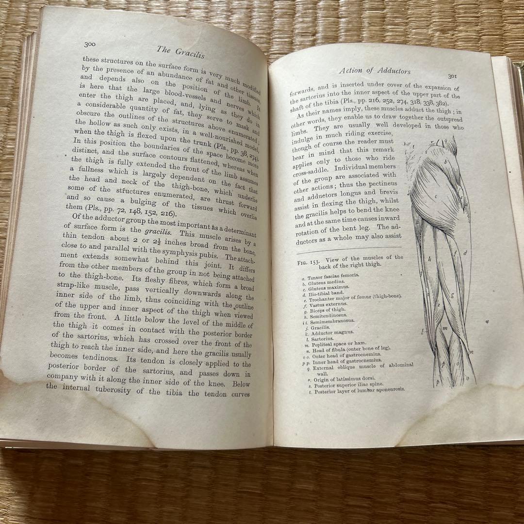 書 HANDBOOK OF ANATOMY FOR ART STUDENTS