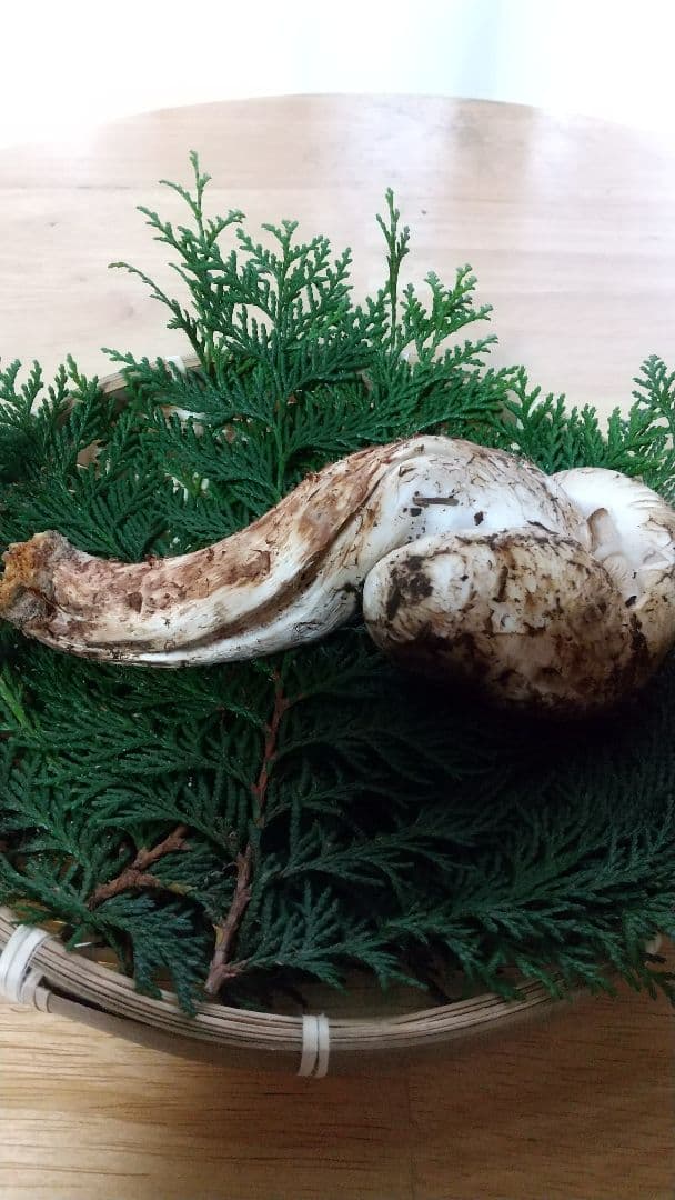 訳あり松茸 信州産 長野県 約450g